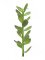 Penízovka-výhonek, 30cm