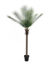 Phoenix palma deluxe, 220 cm