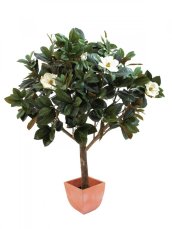 Magnólie, 150 cm - poškozeno (82507255)