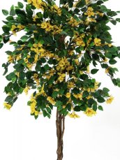 Bougainvillea žlutá, 180 cm