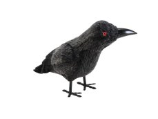 Europalms Havran, 18 cm Europalms Havran, 18 cm