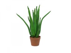 Aloe vera, 63 cm Aloe vera, 63 cm