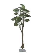Pothos stromek, 175cm