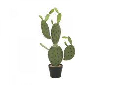 Kaktus Nopal, 75cm Kaktus Nopal, 75cm