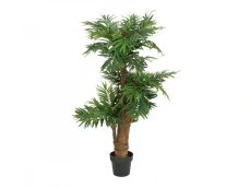 Areca palma, 140 cm