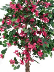 Bougainvillea červená, 150 cm