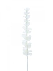 Eukalyptus bílý - křišťálový, 81 cm, 12 ks