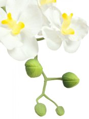 Orchidej bílá v dekoračním květináči, 62 cm