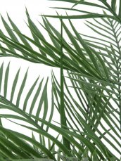 Kentia palma, 150 cm - rozbaleno (82609505)