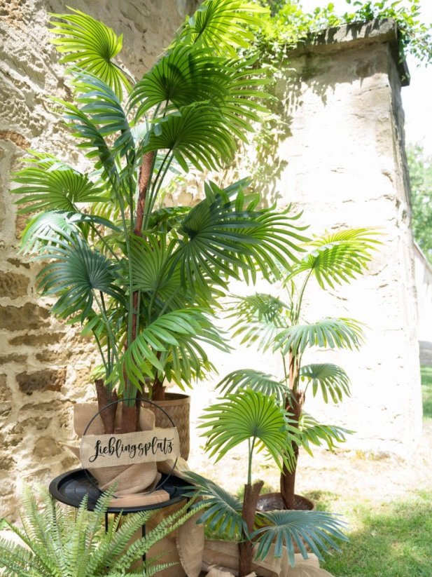 Vějířová palma, 165 cm