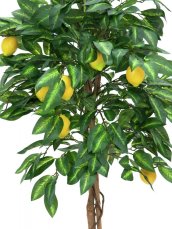 Citronovník s plody, 180 cm
