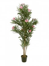 Oleandr růžový, 150 cm