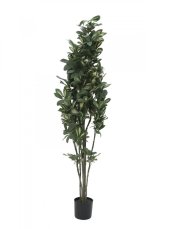 Šeflera, 120 cm