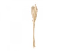 JOLIPA Pampas tráva, svazek stonků, sušené, 75cm JOLIPA Pampas tráva, svazek stonků, sušené, 75cm