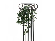 Divoký břečťan trs malý, 60 cm Divoký břečťan trs malý, 60 cm