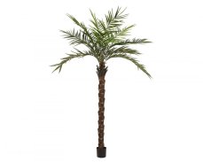 Kentia palma deluxe, 300cm