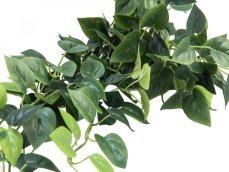 Pothos trs velký, 100 cm Pothos trs velký, 100 cm