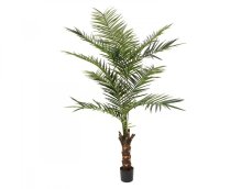 Kentia palma, výška 240cm