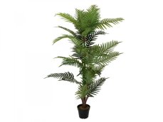 Palma Areca, 150 cm