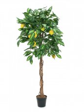 Citronovník s plody, 180 cm