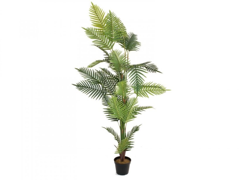 Palma Areca, 180 cm