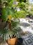 Vějířová palma, 88 cm