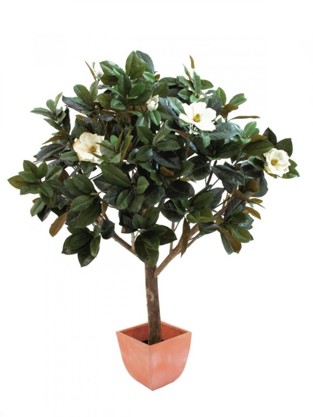 Magnólie, 150 cm - poškozeno (82507255)