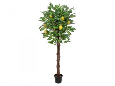 Citronovník s plody, 150 cm Citronovník s plody, 150 cm