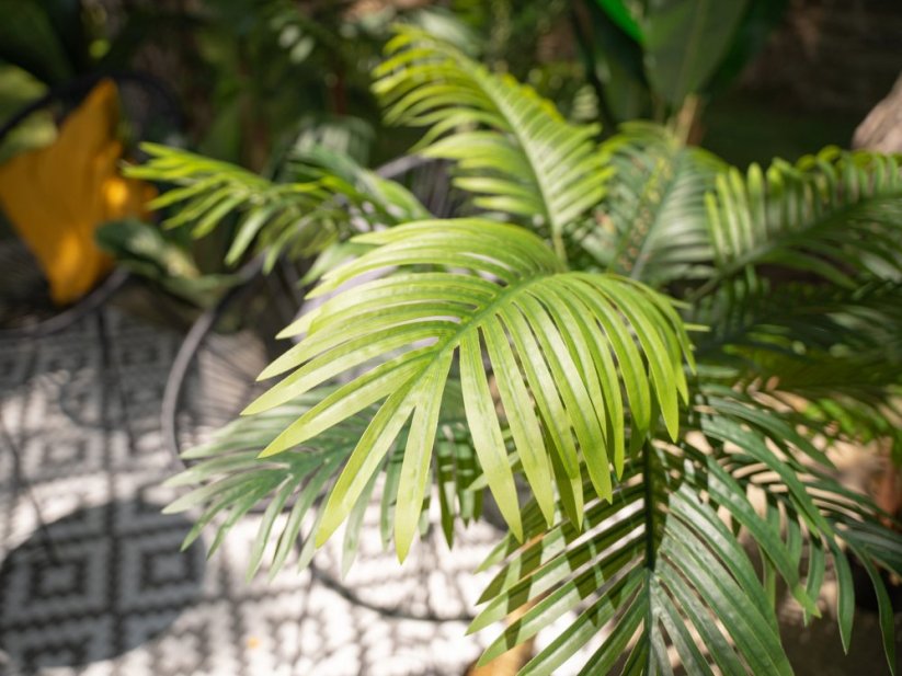Palma Areca, 3 kmeny, 150 cm
