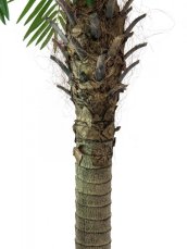 Phoenix palma Luxor, 150 cm