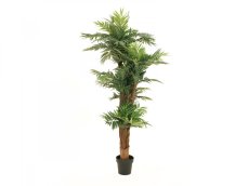 Palma Areca, 170cm