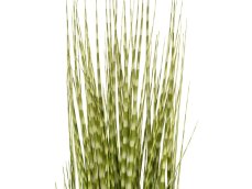 FIRESILX Ozdobnice čínská, 120 cm