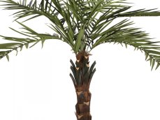 Kentia palma deluxe, 300cm