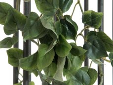 Philodendron trs klasický, 60cm
