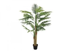 Palma Areca, 3 kmeny, 150 cm Palma Areca, 3 kmeny, 150 cm
