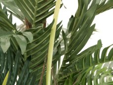 Kentia palma, 180cm Kentia palma, 180cm