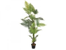Palma Areca, 180 cm Palma Areca, 180 cm
