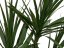 Dracena zelená, 170cm