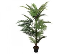 Palma Areca, 150 cm Palma Areca, 150 cm