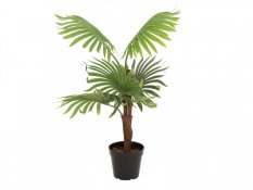 Vějířová palma, 88 cm