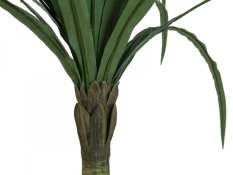 Dracena zelená, 220 cm