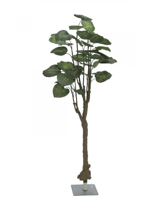 Pothos stromek, 175cm