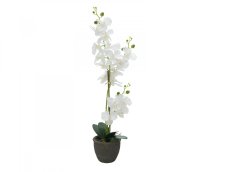 Orchidej s bílými květy, 80 cm Orchidej s bílými květy, 80 cm