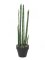 Aloe Gigante, zelená, 80cm - poškozeno (82530580)